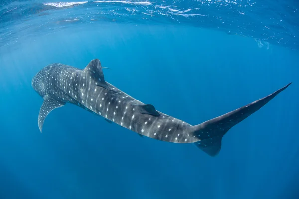 Jovem tubarão-baleia — Fotografia de Stock