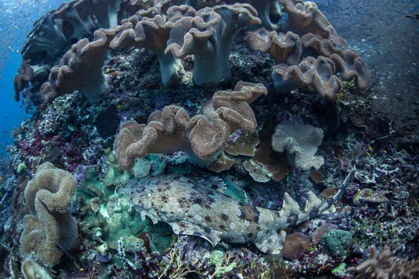 Tiburón wobbegong japonés bien camuflado — Foto de Stock