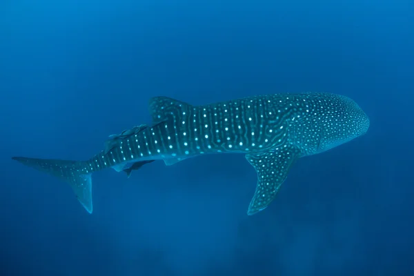 Tiburón ballena joven — Foto de Stock