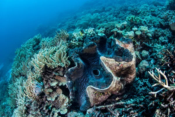 Гигантский моллюск (Tridacna gigas ) — стоковое фото