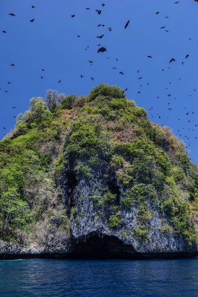 Fruit Bats in Raja Ampat