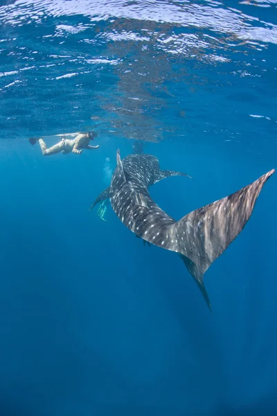 Tiburón ballena joven — Foto de Stock