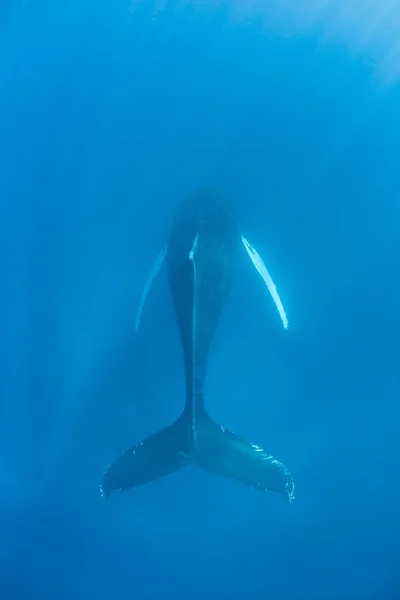 Горбатый кит (megaptera novaeangliae) — стоковое фото