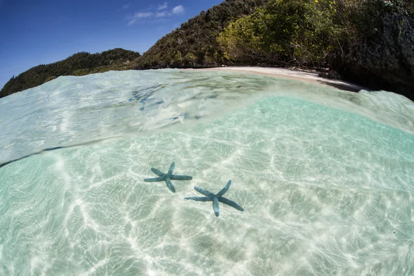 Синие морские звезды медленно ползают по песчаной равнине — стоковое фото