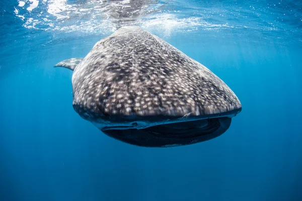 Tiburón ballena joven — Foto de Stock