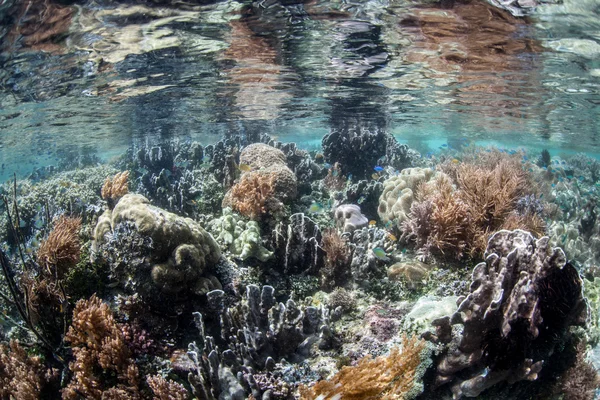 Мелкий коралловый риф — стоковое фото