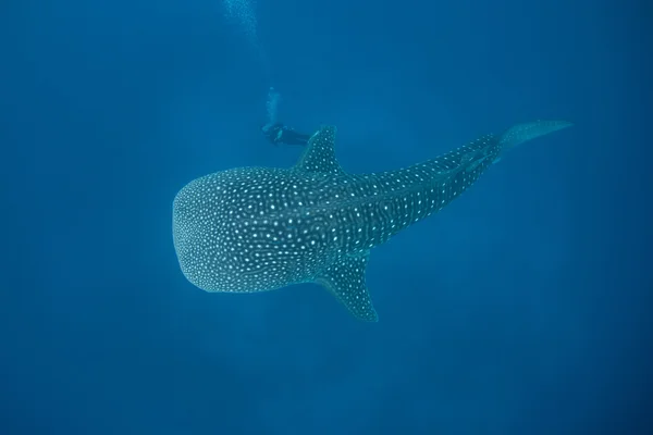 Tiburón ballena joven — Foto de Stock