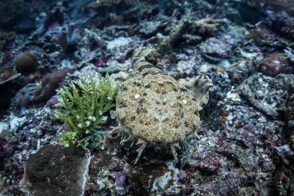 Well-camouflaged Japanese wobbegong shark — Stock Photo, Image