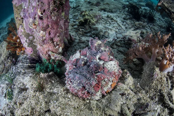 Камуфляж Stonfish на морском дне в тропической части Тихого океана — стоковое фото