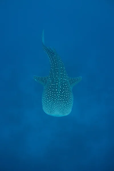 Young whale shark — Stock Photo, Image