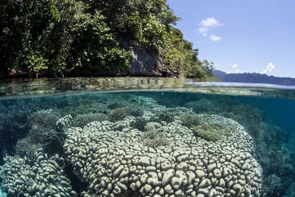 Korale i wyspa w Raja Ampat — Zdjęcie stockowe