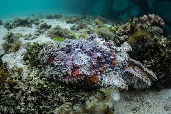 Pez piedra en el fondo marino tropical —  Fotos de Stock