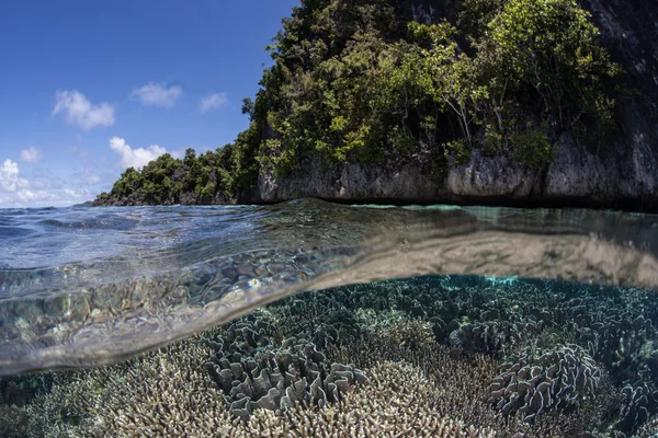 Korallen, die in der Nähe von Kalksteininseln in raja ampat wachsen — Stockfoto