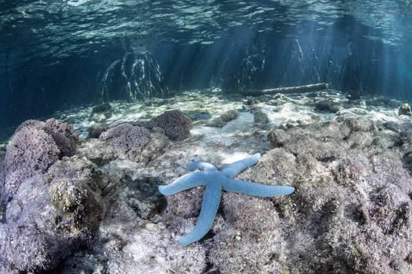 Estrella de mar azul cerca de las raíces de un bosque de manglares — Foto de Stock