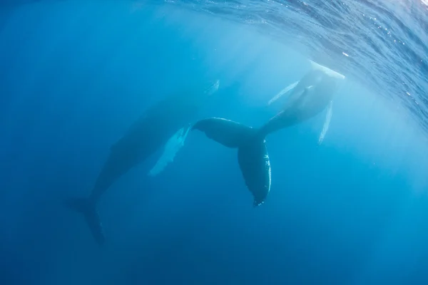 Ballenas jorobadas (Megaptera novaeangliae ) —  Fotos de Stock