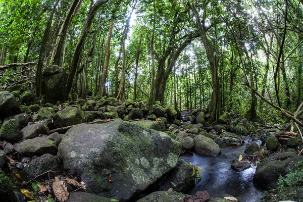 Un arroyo se derrumba cuesta abajo a través de una espesa selva — Foto de Stock