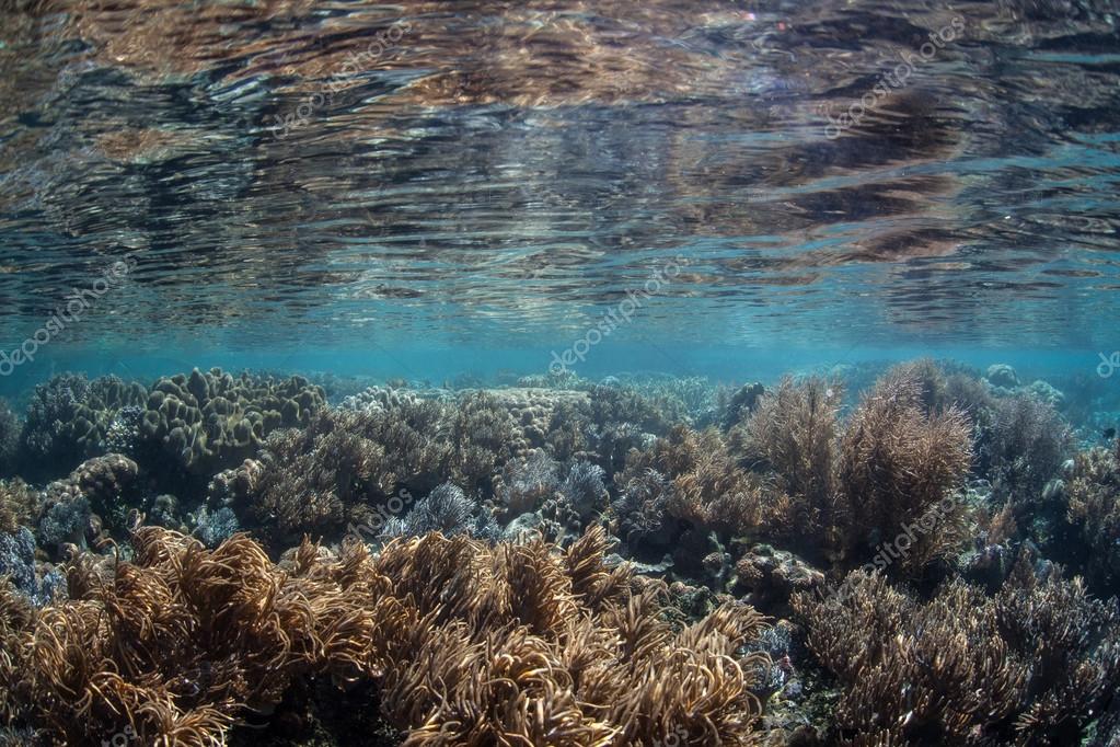 Shallow Coral Reef in Indonesia — Stock Photo © ead72 76743013