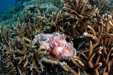 İyi kamufle olmuş bir taşbalığı olan Synanceia verrucosa, Alor, Endonezya 'da bir mercan resifinde pusuya yatmayı bekler. Bu dünyadaki en zehirli balık türüdür..