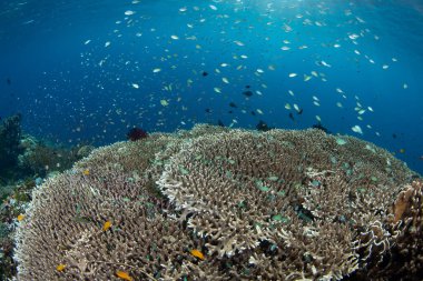 Planktivorous resif balığı Alor, Endonezya 'da güzel bir mercan resifinin kenarında gelişir. Küçük Sunda Adaları 'nın bu manzaralı kısmı olağanüstü deniz biyolojik çeşitliliğine ev sahipliği yapar..