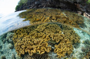 Endonezya 'nın Alor yakınlarındaki sığ sularda güzel ve biyolojik çeşitlilikte bir mercan bahçesi gelişir. Küçük Sunda Adaları 'nın bu manzaralı kısmı olağanüstü deniz biyolojik çeşitliliğine ev sahipliği yapar..