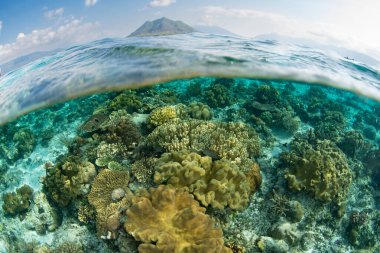 Endonezya 'nın Alor yakınlarındaki sığ sularda güzel ve biyolojik çeşitlilikte bir mercan bahçesi gelişir. Küçük Sunda Adaları 'nın bu manzaralı kısmı olağanüstü deniz biyolojik çeşitliliğine ev sahipliği yapar..