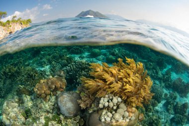 Endonezya 'nın Alor yakınlarındaki sığ sularda güzel ve biyolojik çeşitlilikte bir mercan bahçesi gelişir. Küçük Sunda Adaları 'nın bu manzaralı kısmı olağanüstü deniz biyolojik çeşitliliğine ev sahipliği yapar..