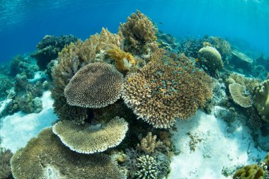Endonezya 'nın Alor yakınlarındaki sığ sularda güzel ve biyolojik çeşitlilikte bir mercan bahçesi gelişir. Küçük Sunda Adaları 'nın bu manzaralı kısmı olağanüstü deniz biyolojik çeşitliliğine ev sahipliği yapar..
