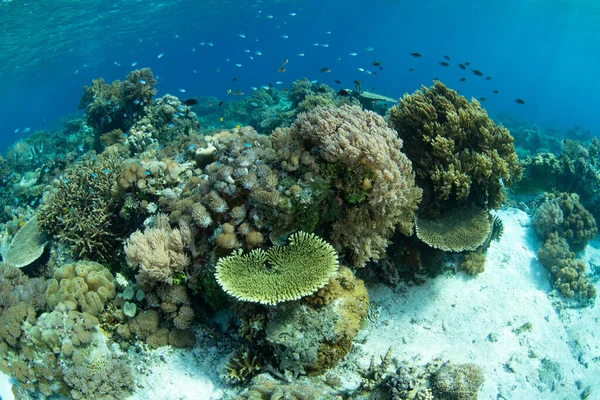 Endonezya 'nın Alor yakınlarındaki sığ sularda güzel ve biyolojik çeşitlilikte bir mercan bahçesi gelişir. Küçük Sunda Adaları 'nın bu manzaralı kısmı olağanüstü deniz biyolojik çeşitliliğine ev sahipliği yapar..