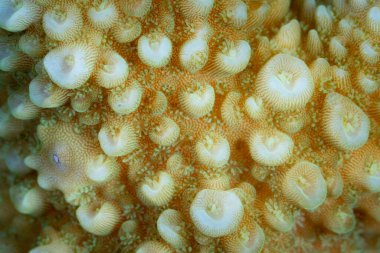 Banda Denizi 'ndeki bir resif üzerinde büyüyen Akropora bölgesindeki kayalık bir mercanın detayları. Bu bölge Mercan Üçgeni 'nin bir parçası ve olağanüstü deniz biyolojik çeşitliliği barındırıyor..