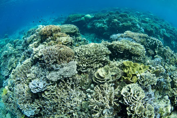Endonezya 'nın Banda Denizi' nin sığ sularında güzel ve biyolojik çeşitlilikte bir mercan bahçesi gelişir. Küçük Sunda Adaları 'nın bu manzaralı kısmı olağanüstü deniz biyolojik çeşitliliğine ev sahipliği yapar..
