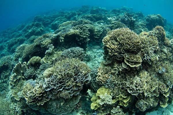 Endonezya 'nın Banda Denizi' nin sığ sularında güzel ve biyolojik çeşitlilikte bir mercan bahçesi gelişir. Küçük Sunda Adaları 'nın bu manzaralı kısmı olağanüstü deniz biyolojik çeşitliliğine ev sahipliği yapar..