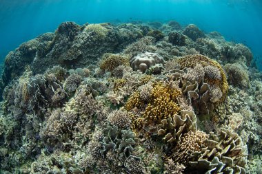Endonezya 'nın Banda Denizi' nin sığ sularında güzel ve biyolojik çeşitlilikte bir mercan bahçesi gelişir. Küçük Sunda Adaları 'nın bu manzaralı kısmı olağanüstü deniz biyolojik çeşitliliğine ev sahipliği yapar..