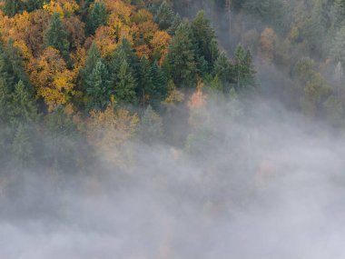 Portland, Oregon 'u çevreleyen ormanlardan sis akar. Pasifik 'in kuzeybatı bölgesi engin ormanları ve engebeli çağlayan dağlarıyla bilinir..