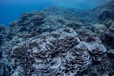 Endonezya 'nın uzak Spice Adaları' nda güzel bir mercan resifi Banda Neira 'yı kaplar. Bu bölge olağanüstü bir deniz biyolojik çeşitliliği barındırıyor ve dalgıçlar ve şnorkelliler için popüler bir yerdir..
