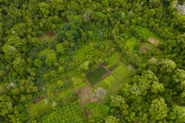 Endonezya 'nın Banda Adaları' ndaki Pulau Ai 'de küçük bir çiftlik ormanla çevrilidir. Bu adalar en çok hindistan cevizi yetiştirmenin uzun ve kazançlı tarihiyle bilinirler. Şimdi bir dalış noktası..