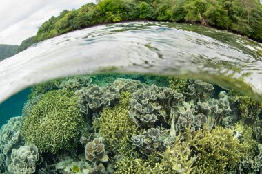 Endonezya 'nın uzak Spice Adaları' nda güzel bir mercan resifi Banda Neira 'yı kaplar. Bu bölge olağanüstü bir deniz biyolojik çeşitliliği barındırıyor ve dalgıçlar ve şnorkelliler için popüler bir yerdir..