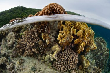 Endonezya 'nın uzak Spice Adaları' nda sığ bir mercan resifi Pulau Rhun 'u kırar. Bu bölge olağanüstü bir deniz biyolojik çeşitliliği barındırıyor ve dalgıçlar ve şnorkelliler için popüler bir yerdir..
