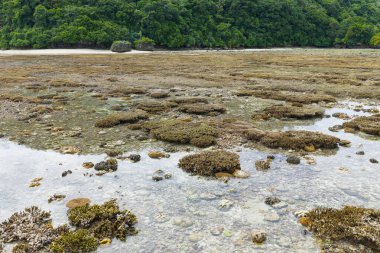 Alçak gelgit, Endonezya 'nın uzak Banda Adaları' ndaki tarihi Rhun adasında mercanları ortaya çıkarır. Bu bölge muhteşem deniz biyolojik çeşitliliğine ev sahipliği yapmaktadır ve dalgıçlar ve şnorkelliler için bir hedeftir..