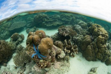 Ambon, Endonezya yakınlarındaki Nusa Laut 'ta sağlıklı ve sığ bir mercan resifi gelişir. Bu bölge olağanüstü bir deniz biyolojik çeşitliliği barındırıyor ve dalgıçlar ve şnorkelliler için popüler bir yerdir..