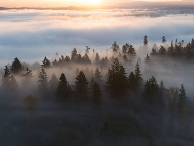 Huzurlu bir şafak, Portland, Oregon yakınlarındaki sisli, ormanlı, Pasifik Kuzeybatı manzarasını aydınlatır. Sis ve sis, nemli havanın çiğ noktasına kadar soğuyarak su buharının yoğunlaşmasına neden olur..