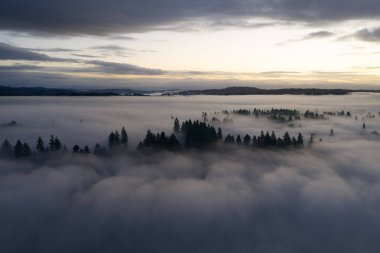 Huzurlu bir şafak, Portland, Oregon yakınlarındaki sisli, ormanlı, Pasifik Kuzeybatı manzarasını aydınlatır. Sis ve sis, nemli havanın çiğ noktasına kadar soğuyarak su buharının yoğunlaşmasına neden olur..
