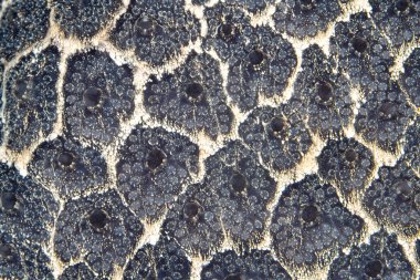 Misool, Raja Ampat, Endonezya yakınlarındaki bir mercan resifinde bir koloni tunikatı yetişiyor. Tunikatlar ve süngerler, sudaki besin ve kirleticileri filtreler..