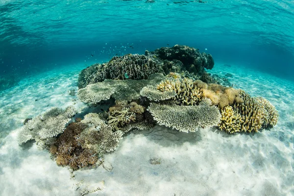 Coral Reef omgiven av Sand i Komodo — Stockfoto