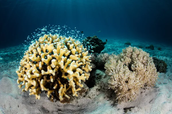 Corals and Reef Fish — Stock Photo, Image