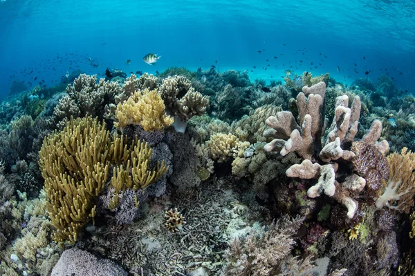 在印度尼西亚的美丽珊瑚礁 — 图库照片