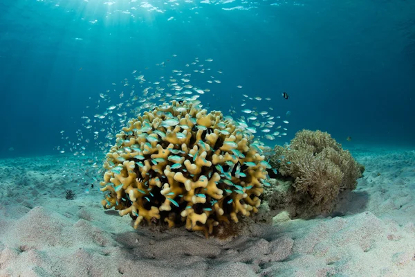Damselfish and Coral — Stock Photo, Image