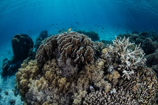 Zróżnicowane Coral Reef — Zdjęcie stockowe