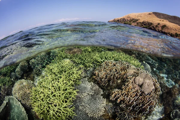 산호초와 원격 섬 — 스톡 사진