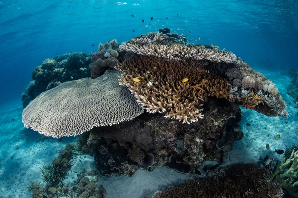 Korallok és a hal a Komodo Nemzeti Park — Stock Fotó