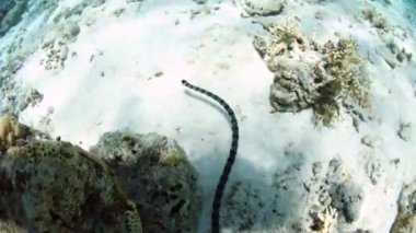 şeritli deniz yılanı